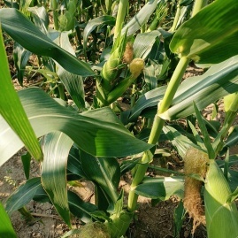 汉川玉米甜瓜产地直通，专业代办王超进助力初级农产品高效收购