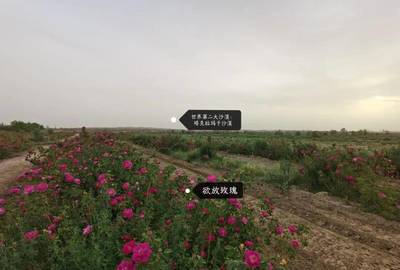 玫瑰香飘南疆路 唐人庄园以初级农产品收购助力偏远农村创收新篇章