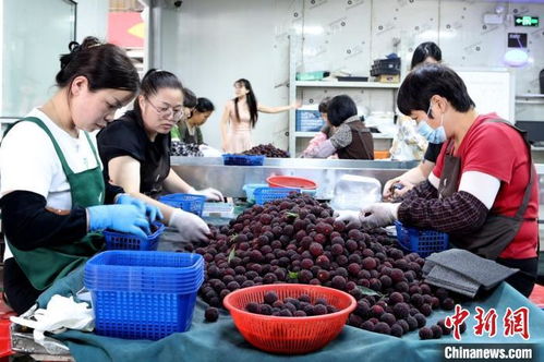 八闽千姿 侨乡杨梅红透山海，初级农产品收购助力产业升级